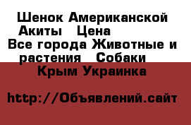 Шенок Американской Акиты › Цена ­ 35 000 - Все города Животные и растения » Собаки   . Крым,Украинка